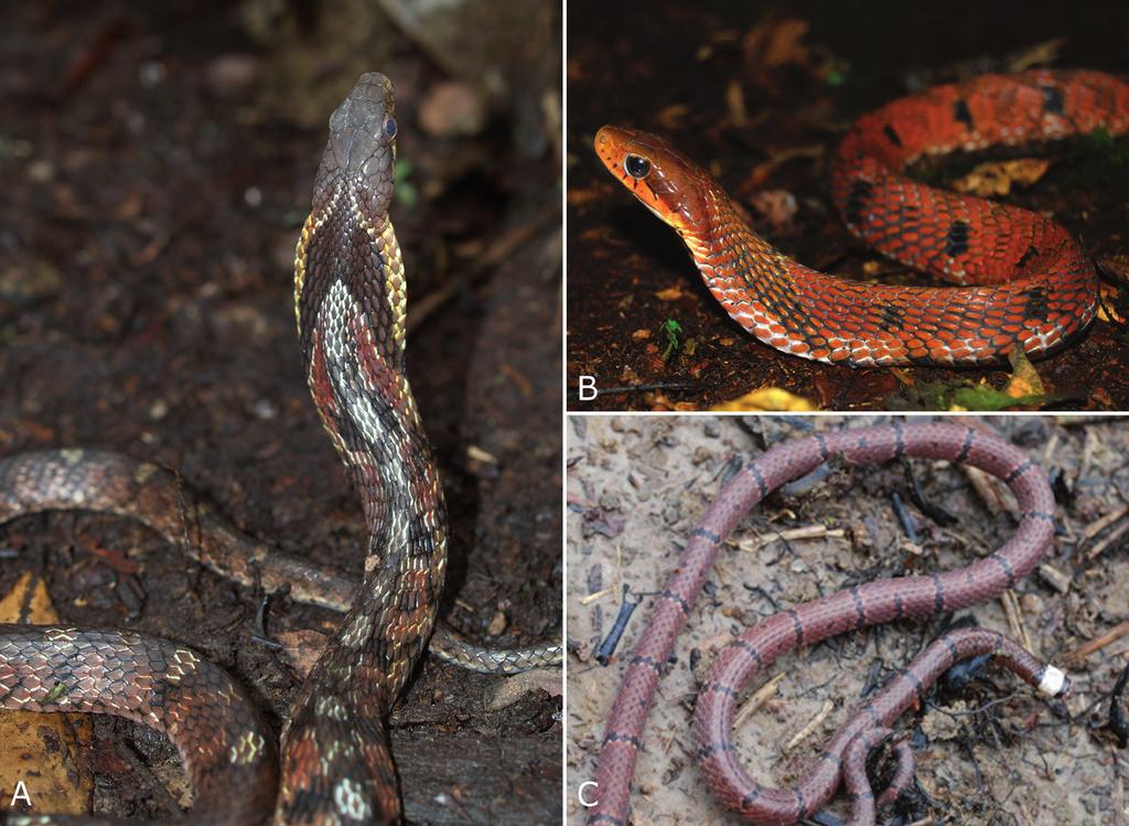 198 Pseudoxenodon macrops (Blyth 1854) Big-eyed Bamboo Snake / Ran ho xien mat to (Fig. 6) Specimens examined (n = 2): adult female (ZFMK 95487) and adult male (IEBR A.2013.102).