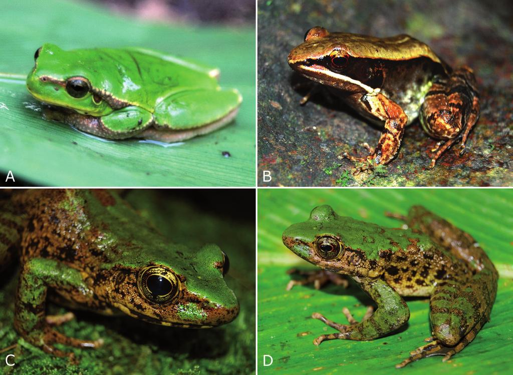 190 Results Anura Hylidae Hyla annectans (Jerdon, 1870) Assam Treefrog / Nhai ben dinh (Fig. 2) Specimens examined (n = 2): adult females (IEBR A.2013.93, ZFMK 95473).