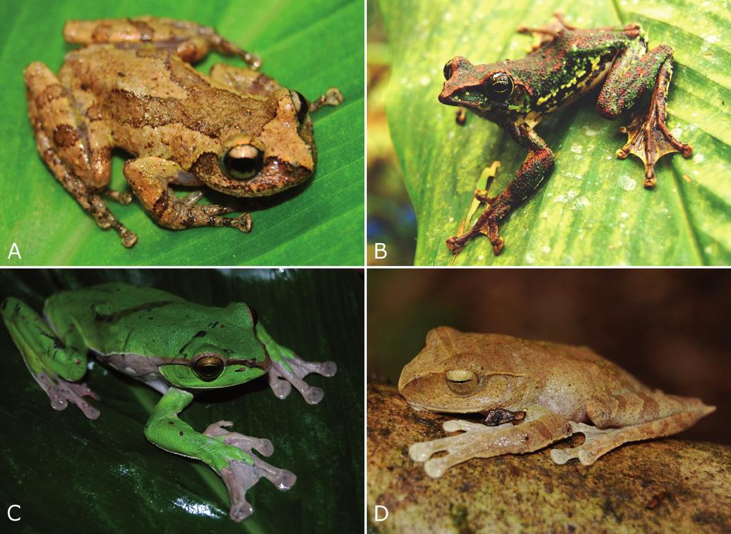192 Odorrana junlianensis Huang, Fei and Ye, 2001 Junlian Odorous Frog / Ech giun-li-an (Fig. 2) Specimen examined (n = 1): adult male (ZFMK 95479). Distribution: Vietnam: Lao Cai Province.