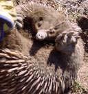 The male has a spur on each ankle. Echidnas have two toes on their hindfeet with extra long claws, which can reach down between the spines for scratching when itchy.