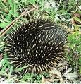 Behaviour The short-beaked echidna is a solitary animal and does not have a fixed nest site but home ranges frequently overlap.