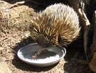 Diet The short-beaked echidna is an insectivore. The only specific requirement of the short-beaked echidna is its diet of ants and termites.