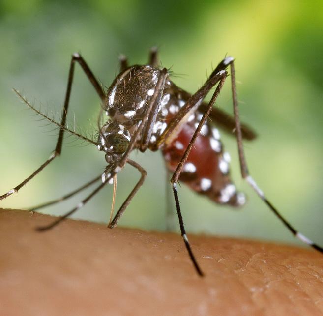 INVASIVE MOSQUITO SPECIES ALERT Aedes albopictus Aedes albopictus, which is commonly referred to the Asian Tiger mosquito, has been found in several areas throughout California.