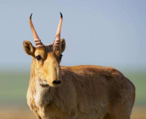 5. Saiga antelope die-off in Kazakhstan and Mongolia In Kazakhstan, no further mass mortalities have been observed since 2015 In Mongolia, Saigaantelope, ibex, goiteredgazelles and Bharalwere