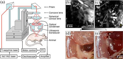XIA AND WANG: SMALL-ANIMAL WHOLE-BODY PHOTOACOUSTIC TOMOGRAPHY: A REVIEW 1381 thermal and stress confinement times.