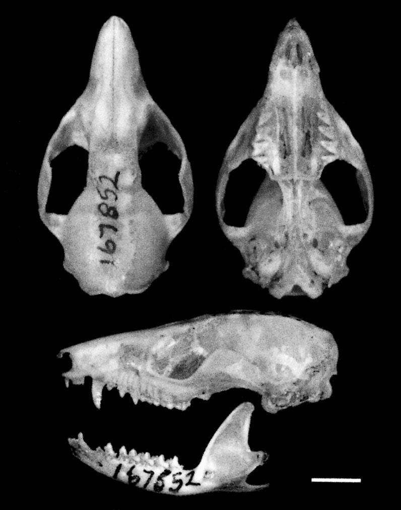 August 2002 DÍAZ ET AL. NEW SPECIES OF GRACILINANUS 827 crests to the lambdoidal crests; lambdoidal crests developed; 2 small posteromedial vacuities present; upper canines well developed (length 2.