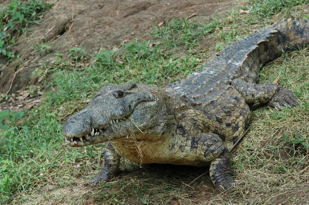 Nile Crocodile-The