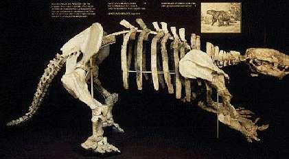 Mylodon (left) Giant ground sloth (extinct) Modern sloth (right) This