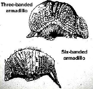 Succession of types Armadillos are native to the Americas,