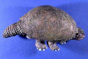 Glyptodont fossils are also unique to South America.
