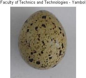 Figure 1 shows the results of the application of the algorithm for recognition of eggshell traits (spots).