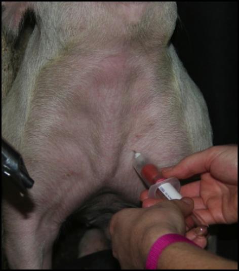 Typically no more than two to three attempts should be made at a time to minimize distress to the animal and potential damage to the vein. f. Alternately, you can use needle and syringe.
