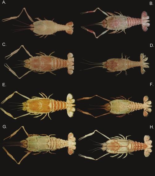 Ahyong & Chan: Taiwanese Polychelidae Fig. 4. A, Pentacheles laevis Bate, 1878 (TAIWAN 2000 stn CP 23, female cl. 27 mm). B, Polycheles aculeatus Galil, 2000 (Tai-Shi fishing port, 1 male cl. 34.