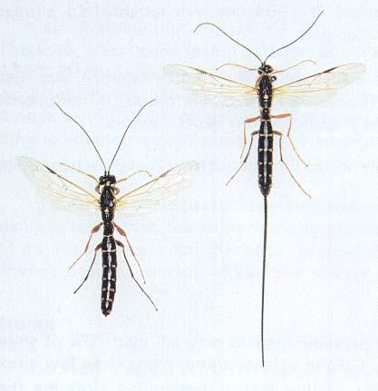 Fig 2 - Rhyssa persuasoria persuasoria adults: male on the left, female on the right. Rhyssa lineolata (Fig. 3) is similar in size and shape to R.