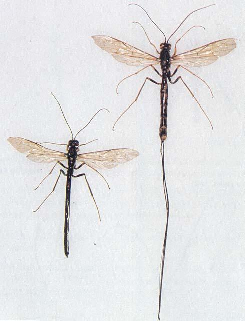 Rhyssa but is about twice as long as the body. The abdomen of the male is usually long and narrow, but in very small specimens it becomes slightly swollen. Fig. 4 - Megarhyssa nortoni nortoni adults.
