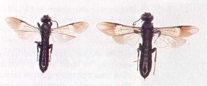 Fig. 6 - lbalia.- top view of heads and antennae, and side view of abdomens. Male has notch (arrowed) on outer side of third antennal segment.
