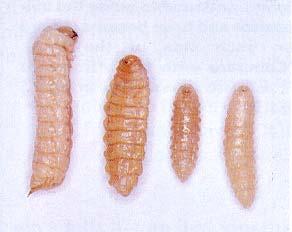 Fig. 8 - Larvae which may be present in sirex tunnels. From left to right Sirex Rhyssa (or Megarhyssa); Ibalia;. Guiglia.