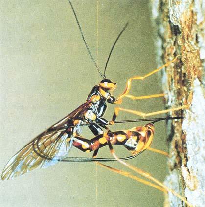 Fig. 10 - Megarhyssa nortoni nortoni with ovipositor almost fully in the wood. Note how the sheaths have continued t guide the ovipositor and have become looped on each side of the body.
