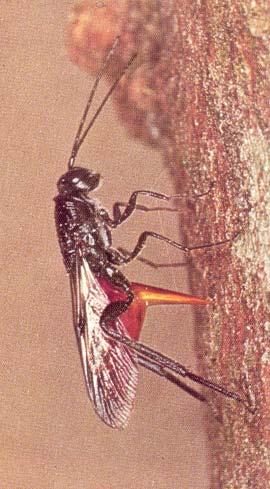 Fig. 13 - Ibalia female egg-laying down a drill hole made by a sirex female in living radiata pine.