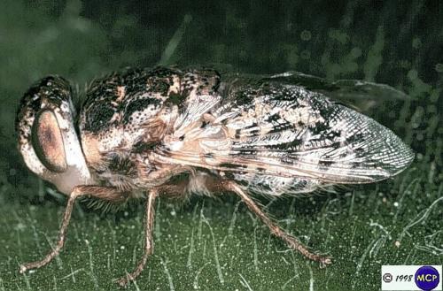 brown, ~20 mm Adult flies