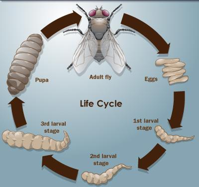 The Flies Life History: All flies have a holometabolus life cycle: Egg Larvae Pupae Adult 1.