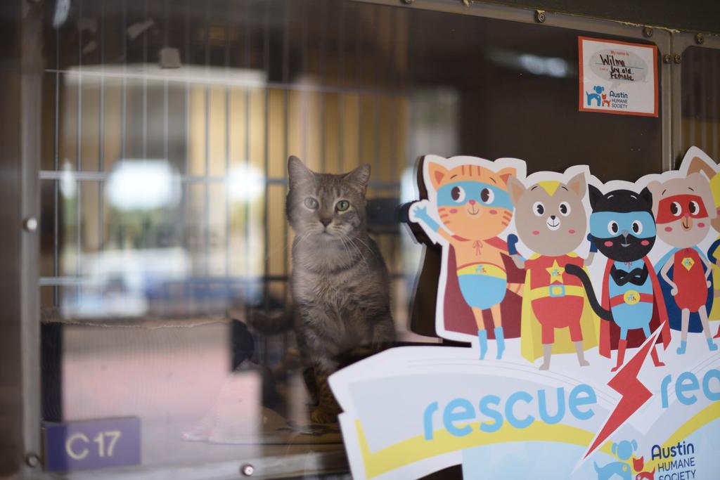 AHS hosts Rescue Reading at the shelter every day, where small groups or individuals in 1st-8th grade are invited to the shelter to read to cats in our colony rooms.
