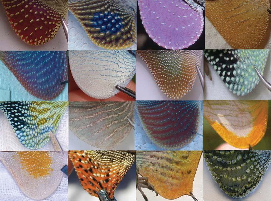Figure 1. A small sample of Anolis dewlaps exemplifying observed morphological diversity.