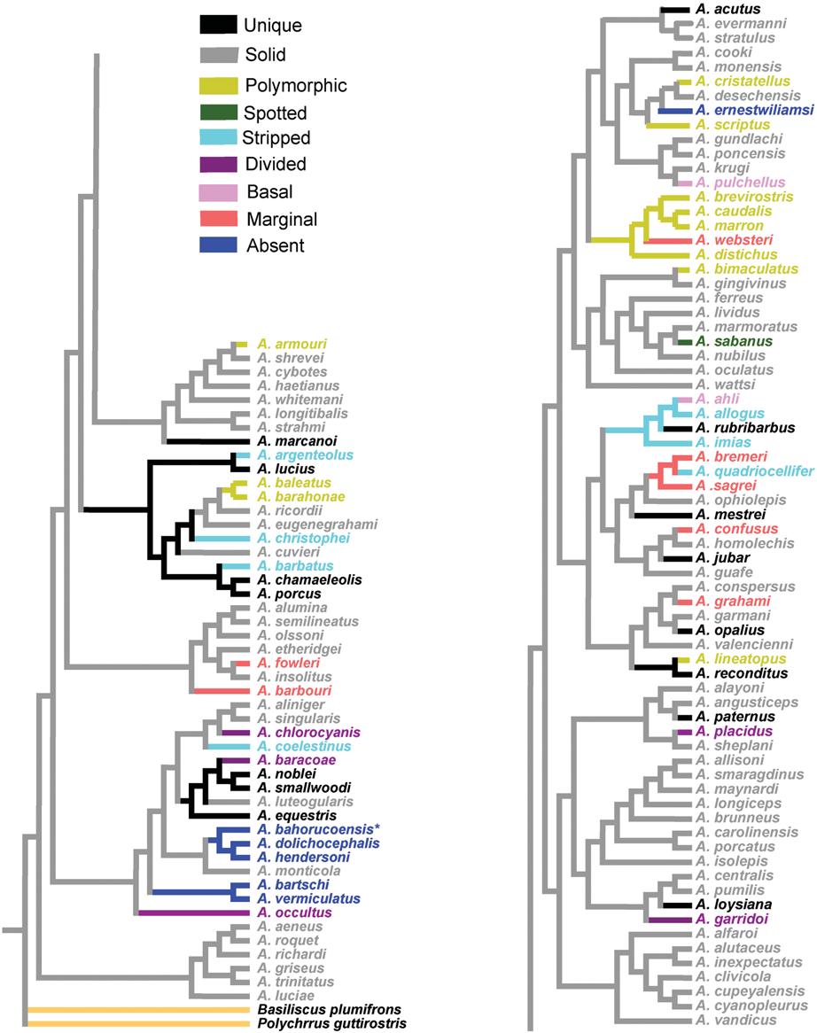 Figure 3. Dewlap patterns mapped on to a phylogeny for Anolis species. Patterns are indicated in color on the phylogeny (color legend upper left).