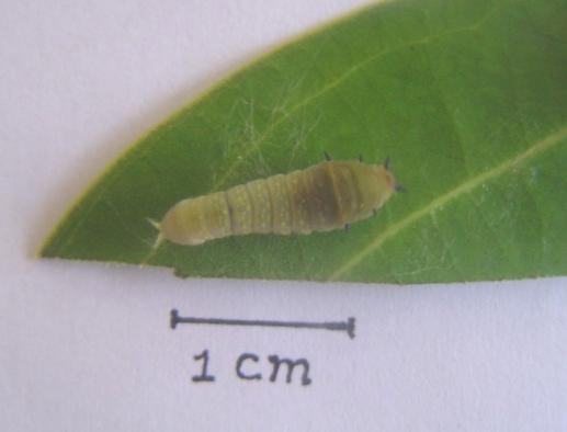 Third larva