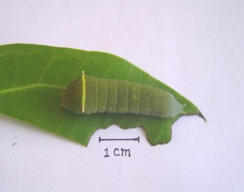 larva F.