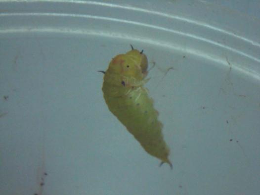 larva F.
