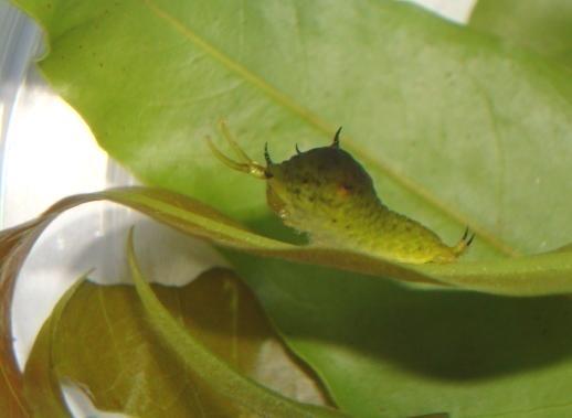 Common Bluebottle larva C.