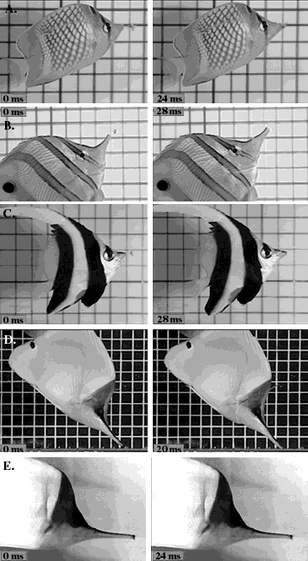 Fig. 8. High-speed video frames of individuals at t 0 (left) and at peak jaw protrusion (right). The time of peak jaw protrusion is noted in each frame.