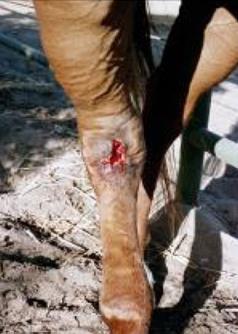Wounds Wounds that need immediate veterinary