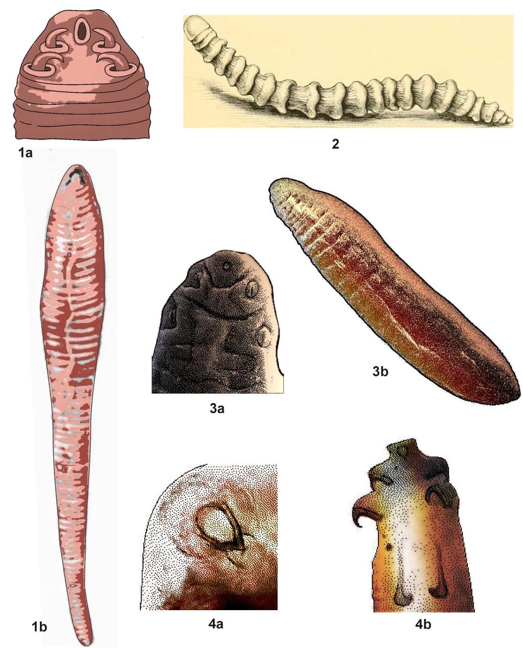 Revista IDE@ - SEA, nº 98B (30-06-2015): 1 10. ISSN 2386-7183 5 Lámina I: 1. Linguatula serrata (Fröhlich, 1789): 1a) Cabeza; 1b) Aspecto hembra adulta. 2. Armillifer armillatus (Wyman, 1848). 3.