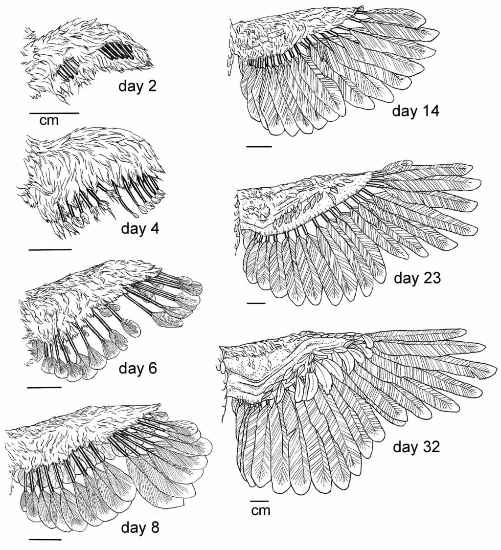 Forum Figure 2. Wing and feather development for the chukar partridge during ontogeny. Note: Feathers are structurally symmetrical (i.e., equal feather surface on either side of rachis) from day 6 through day 14.