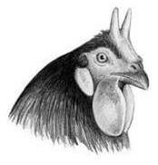top of the beak and two ridges of points forming an almost circular, cuplike pattern on