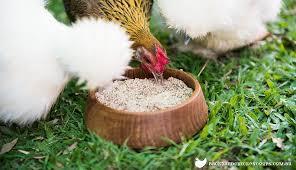 with their beak, causing loss of feathers in those areas. To prevent the loss of feathers, make sure that there is at least one rooster for every ten hens.