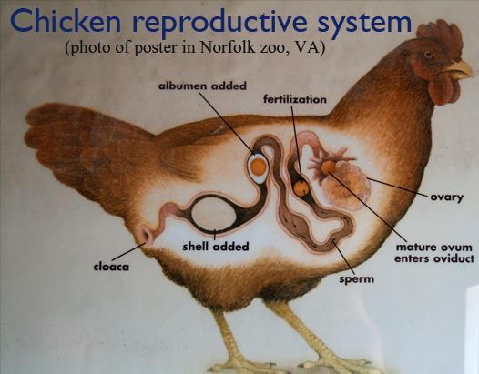 19 Anatomy of a chicken: Where does the golden egg come from?