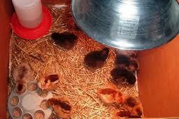 4 How to set-up and maintain a brooder For the first 6-8 weeks of their lives, chicks need to live indoors (ex. your garage, laundry room or some other wellventilated, temperature-controlled area).