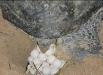 RIFEC, 2014 Fig. 2. Traces of green turtles on Pangumbahan beach Fig. 3. Green turtle nesting on Pangumbahan beach Around 06:30 pm, when green turtles land on the beach (Fig.