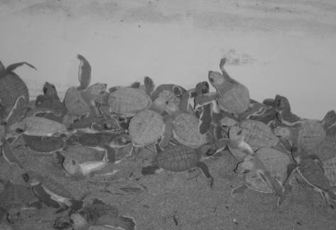 RIFEC, 2014 Fig. 7a. Bronjong, protecting turtle eggs during hatching, on Pangumbahan beach Fig. 7b.