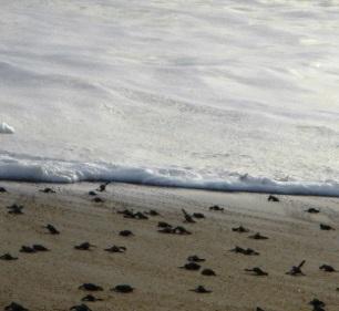 dedication to loving and caring for sea green turtles as protected animals.