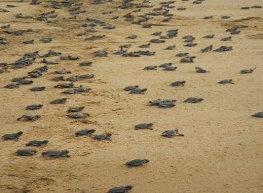 Programs in cooperation with local governments and communities The province and district governments play an important role in assuring the success of green turtle conservation management on