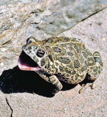 bullfrog Great Plains toad