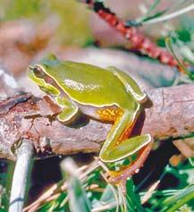 salamander The bullfrog calls