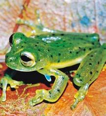 frog emerald glass frog The