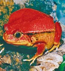 tomato frog eastern