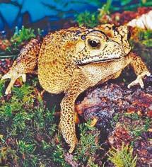 Asian spiny toad Chinese