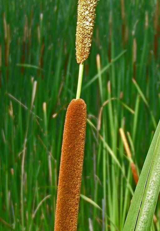 CATTAILS There are two major cattails that can be found in our state. The Narrowleaf Cattail, Typha angustifolia and the Common Cattail, Typha latifolia.